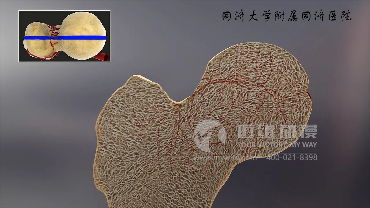 醫學(xué)三維動(dòng)畫(huà)